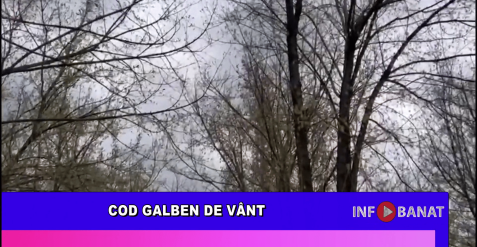 Cod galben de vânt