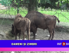 Oameni și zimbri