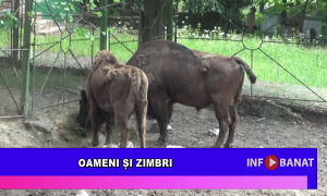 Oameni și zimbri