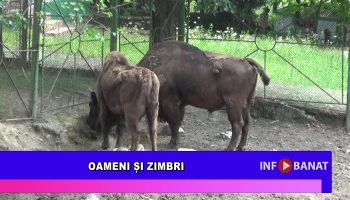 Oameni și zimbri